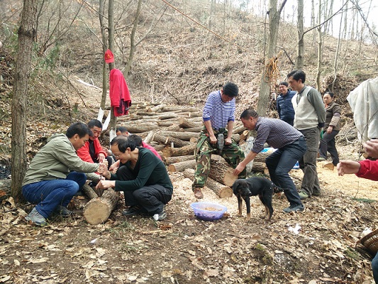 160318職工志愿服務(wù)隊(duì)種植香菇(1).jpg